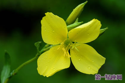 夜來香花語：空想、危險的快樂