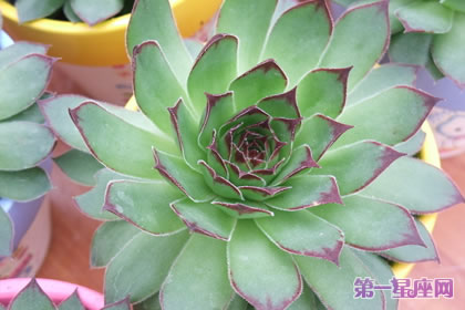 花語傳說：寶石花的花語及傳說