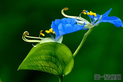 鴨跖草的花語是什么？