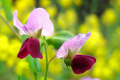 香豌豆的花語(yǔ)及象征意義