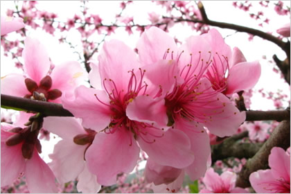 桃花的花語(yǔ)是什么