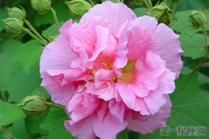 木芙蓉的花語是什么