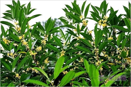 1月9日生日花：月桂花，生日花語(yǔ)蠱惑