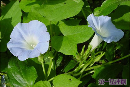 月光花花語：永遠的愛