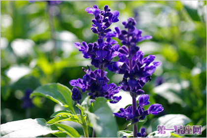 各種花的花語：藍(lán)花鼠尾草花語 