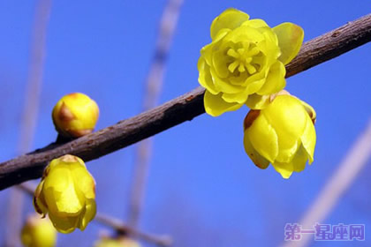 蠟梅的花語(yǔ)及象征意義