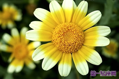 茼蒿花的花語：豐富、多才多藝