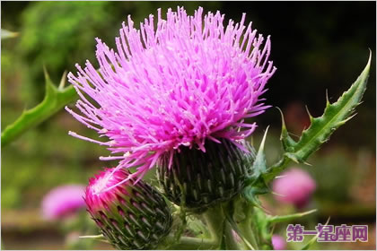 不常見的花與花語：薊花的花語是什么？