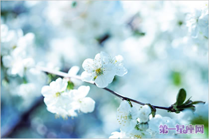 梨花花語：純真的愛一輩子的守侯分離