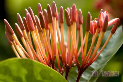 1月13日生日花：西洋紅豆杉，生日花語高雅