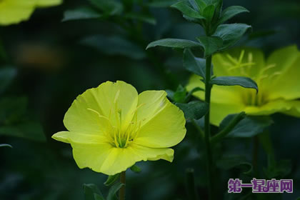 花語大全：月見草的花語是什么？