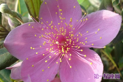 不常見的花與花語：桃金娘的花語是什么？