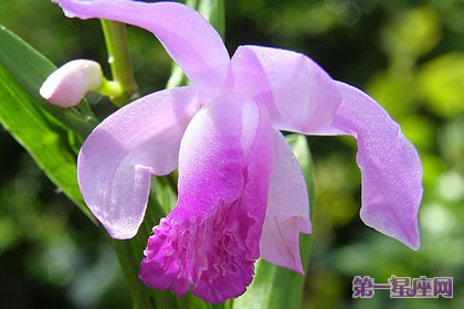 各種花的花語：白芨花的花語是什么？