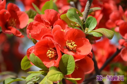 貼梗海棠的花語(yǔ)：平凡、熱情