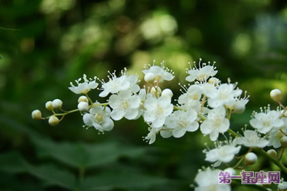 珍珠梅花語：友情、努力