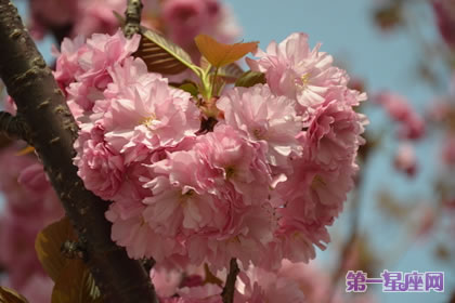 各種花的花語：日本晚櫻的花語