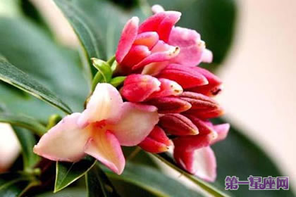 金邊瑞香的花語和象征代表意義