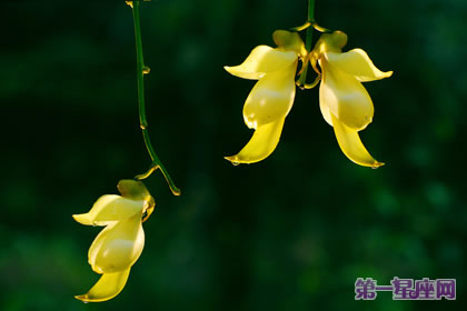 禾雀花的花語：歡快、快樂