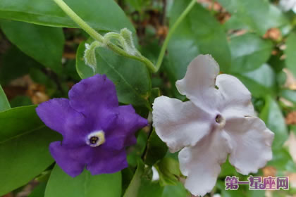 各種花的花語(yǔ)：鴛鴦茉莉的花語(yǔ)是什么？