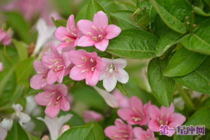 花語大全：錦帶花的花語是什么？