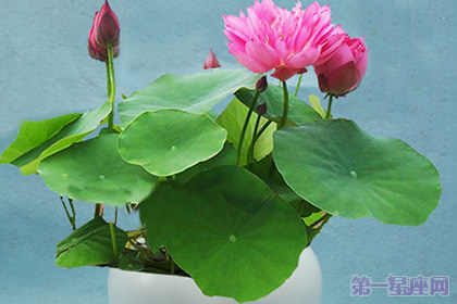 碗蓮的花語是什么