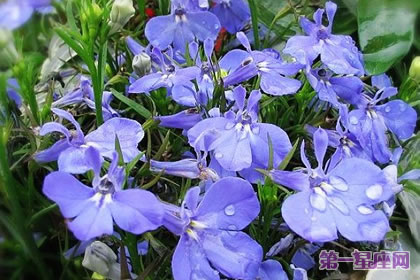 六倍利花語：可憐、同情