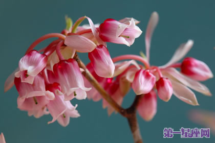 吊鐘花花語：隱藏的美