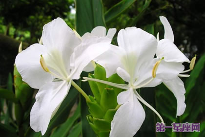 姜花花語：信賴，高潔清雅