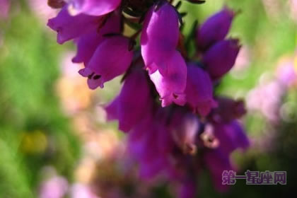 3月11日花語：康沃爾石南，生日花語萬能