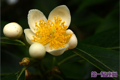 花語大全：木荷的花語是什么？
