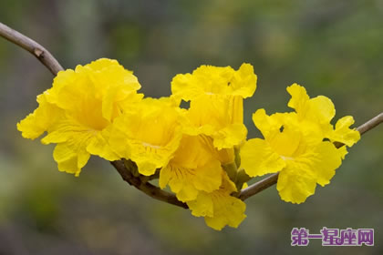 不常見的花與花語：黃花風鈴木的花語