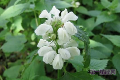 1月19日生日花：白色野蕁麻花，生日花語相愛