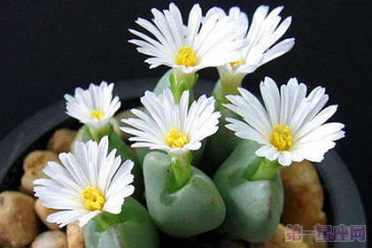 生石花的花語是什么