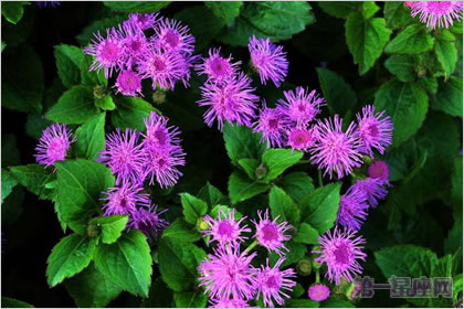 生日花語：藿香薊的花語