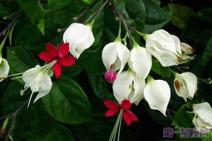 龍吐珠花語：珍貴純潔、內心熱誠