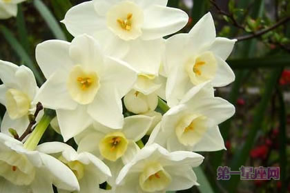 3月7日花語：野生水仙花，生日花語名譽