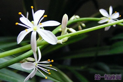 花語傳說：金心吊蘭花語及來源 