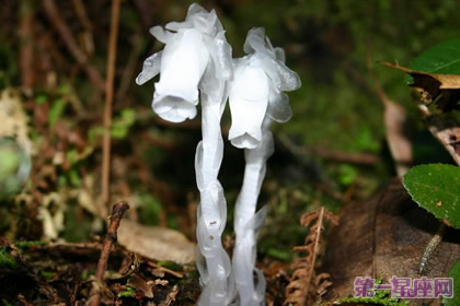 花語大全：水晶蘭花語及含義   