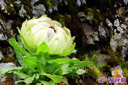 花語傳說：雪蓮花的花語及傳說 