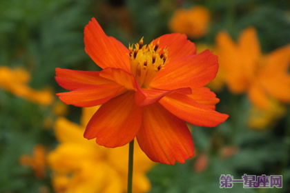 不常見的花與花語：硫華菊的花語