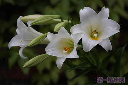 花語大全：麝香百合的花語是什么