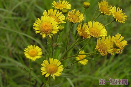 六月菊指的是大濱菊嗎？它的花語是什么？