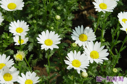 花語大全：白晶菊花語是什么？