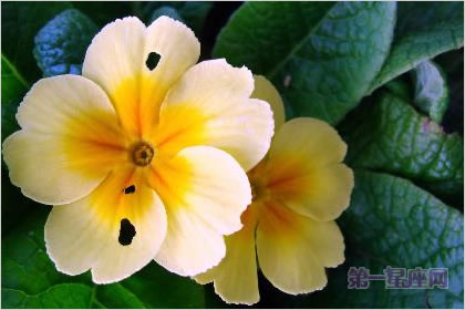 2月13日花：西洋櫻草，生日花語(yǔ)盼望