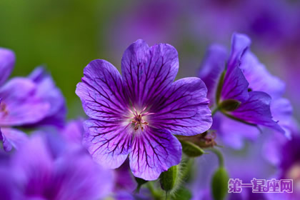 專屬于雙魚座的守護(hù)花