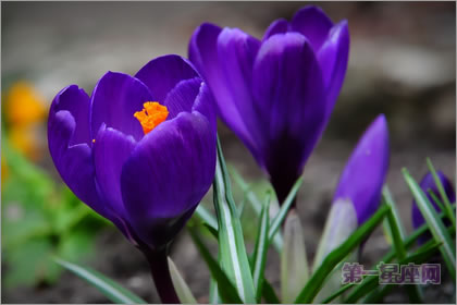 2月28生日花語：紫番紅花，生日花語款待