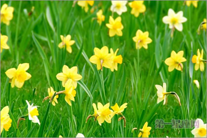 2月29生日花語：野生水仙花，生日花語敬意
