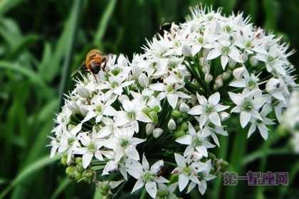 3月1日生日花語：韭菜花，生日花語奉獻(xiàn)
