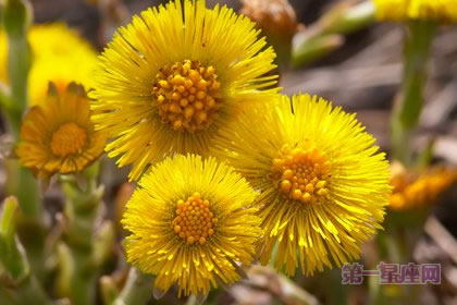 3月15日花語：款冬蒲公英，生日花語早熟