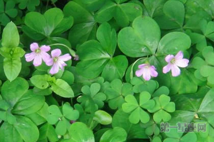 3月17日花語：酢醬草，生日花語愛國
